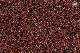 Finger Millet Seeds
